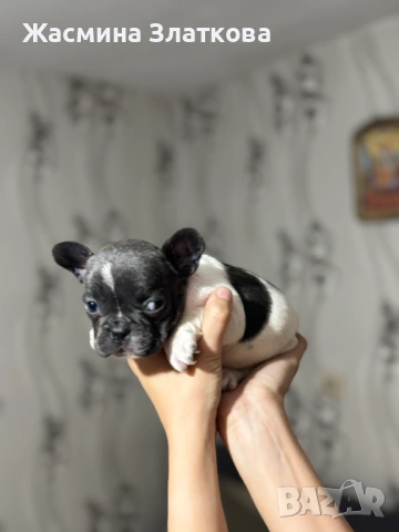 Френски булдочета, снимка 7 - Френски булдог - 53506866