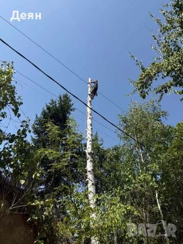 Рязане на опасни дървета в половин България  / Арборист / Arborist, снимка 12 - Други услуги - 48507596