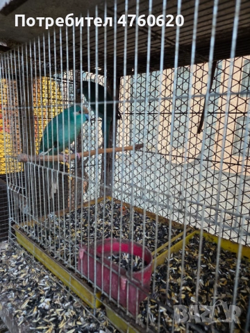 Папагали, снимка 5 - Папагали - 53785170