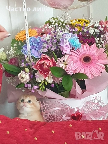 Шотландчета златна чинчила, снимка 2 - Чинчили - 53759249