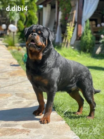 Ротвайлер за разплод , снимка 2 - Ротвайлер - 51250615