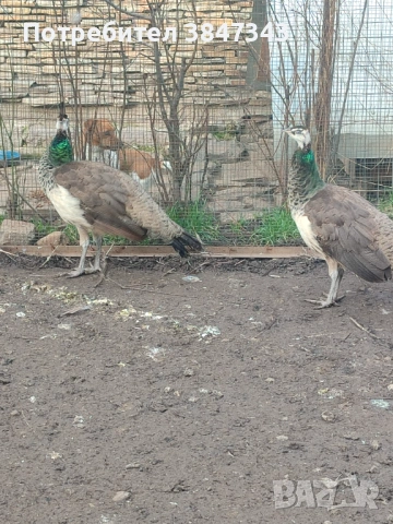 Млади индийски пауни