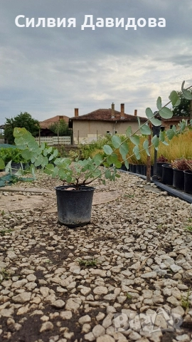 Евкалипт, снимка 2 - Други стоки за дома - 52773023