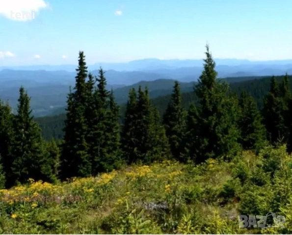 Вила Феерия Цигов чарк 🌲, снимка 3 - Стаи под наем - 46642051