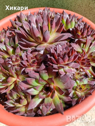 Семпервивум - дебелец  , снимка 6 - Градински цветя и растения - 52001936