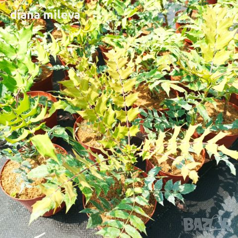 Махония, Mahonia japonica , снимка 16 - Градински цветя и растения - 46368350