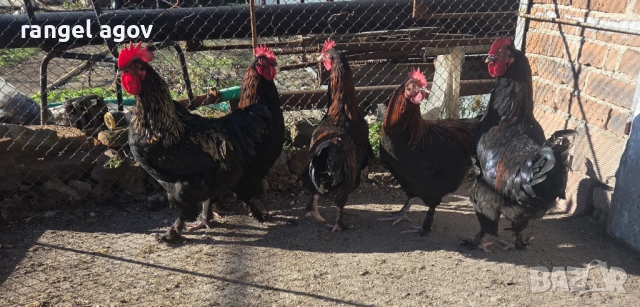 Петли Маран, снимка 3 - Кокошки и пуйки - 53128107