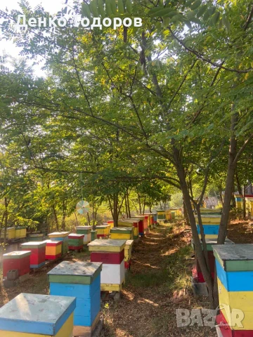 Горски Пчелен Прашец от резерват с. Сребърна, снимка 9 - Пчелни продукти - 51132781