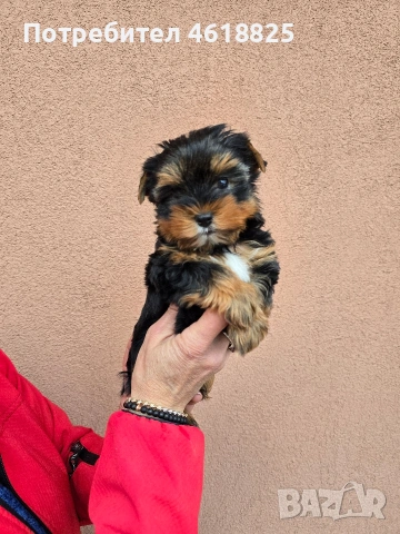 Йоркширски териери , снимка 8 - Йоркширски териер - 53303647