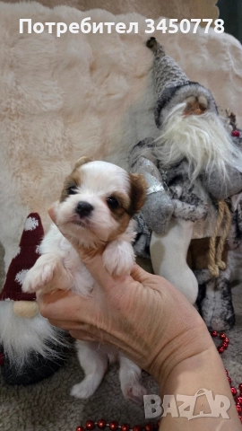 мини йоркшири бяли, снимка 3 - Йоркширски териер - 52826082