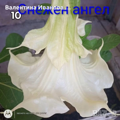 комплект 3 бр ангелски тромпет , снимка 3 - Стайни растения - 52983131