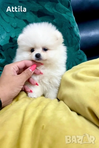  Померан – мини и джудже тип, снимка 4 - Померан - 53622471