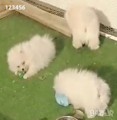 Померани, снимка 5 - Померан - 52975876