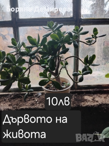 Моите цветя, снимка 4 - Градински цветя и растения - 52213640