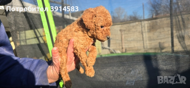 Той пудели родени на 27 ноември 