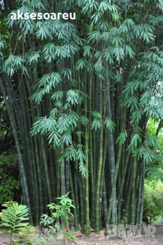 100 качествени Семена от гигантски бамбук Moso Bambo градински горски декоративни растения за дома , снимка 11 - Сортови семена и луковици - 50334157