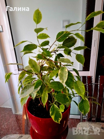 Бенджамин, снимка 3 - Стайни растения - 54205678