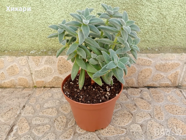 Красула Тенелли - Crassula mesembryanthemoides 'Tenelli  