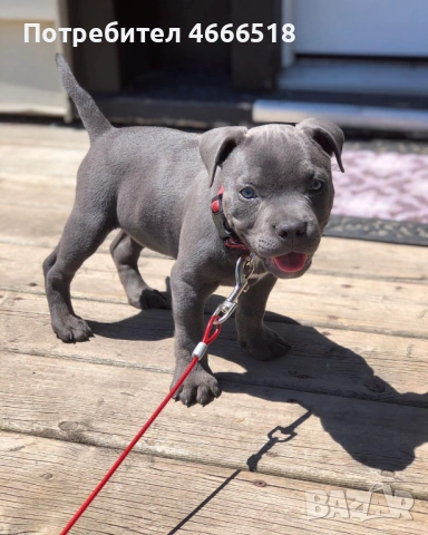 Питбул кученца