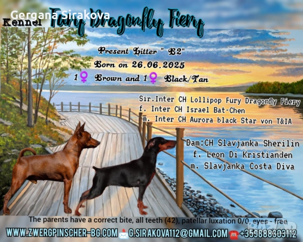 Миниатюрен Пинчер