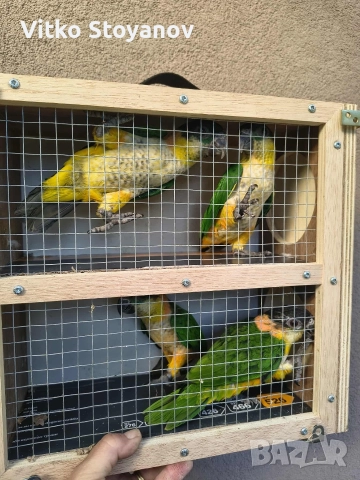 Чернотеменен Амазонек-Кайка