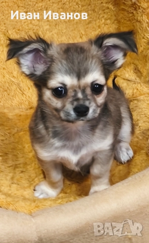 Чихуахуа, снимка 4 - Чихуахуа - 52725019