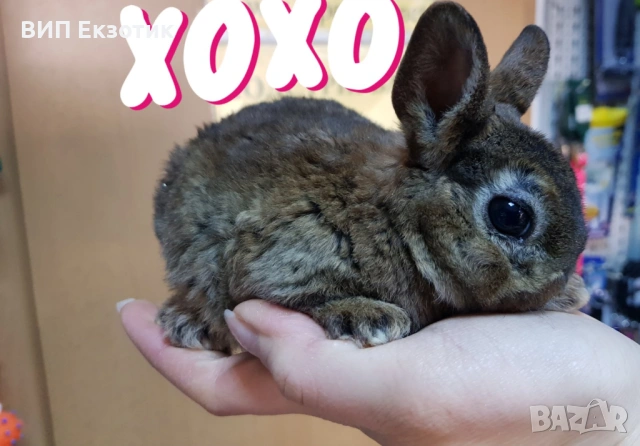 ПРОДАВА МИНИ ЗАЙЧЕТА, снимка 5 - Декоративни зайчета - 13246306
