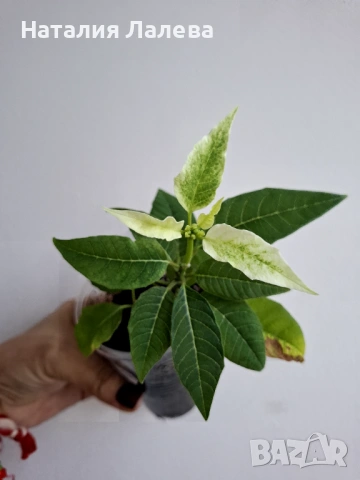 Бяла коледна звезда, euphorbia pulcherrima