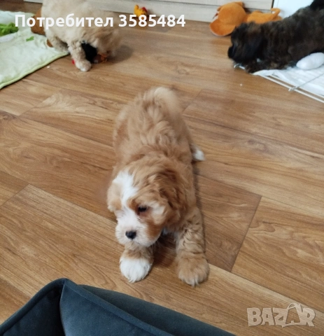 Shih poo/Ши ПУ момченца, снимка 2 - Ши Тцу - 54238241