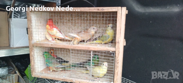 Продавам пойни папагали , снимка 2 - Папагали - 53620175