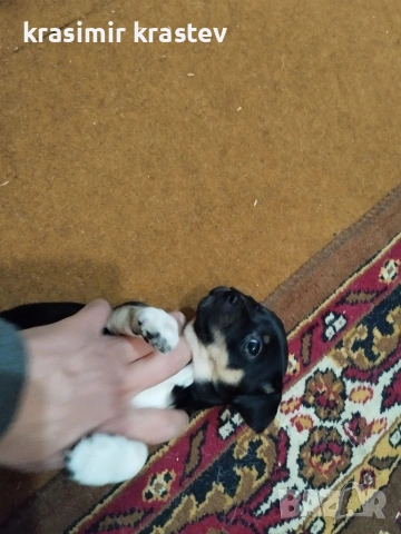 Кученца, снимка 3 - Други - 53511931