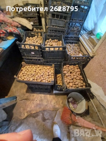 Картофи за семе и консумация, Родопски картофи, снимка 4 - Хранителни добавки - 54196858