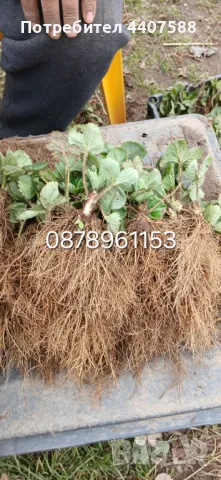 Разсад ягоди и малини , снимка 9 - Разсади - 49726783