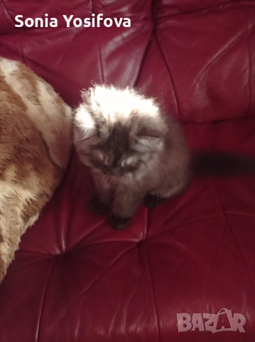 персийско коте продавам , снимка 5 - Други - 52727071