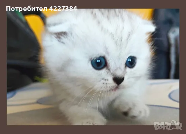 Scottish fold/Шотладска клепоуха синеоки, снимка 5 - Други - 47163374