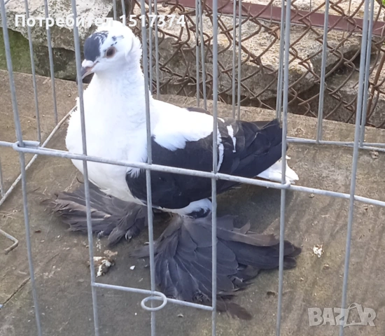 Саксонска чайка