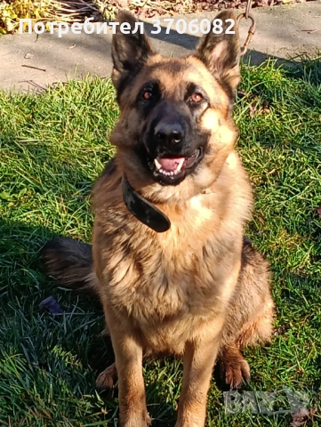 Продавам немска овчарка на година и половина не е агресивен кастриран за повече информация 089903513, снимка 4 - Немска овчарка - 52733472