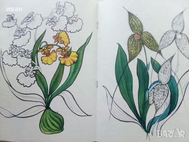 Книжка за оцветяване "Орхидеи" - Издателство "Малыш" - 1985г, снимка 3 - Детски книжки - 45603095