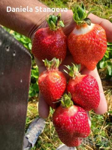 РАЗСАД ЯГОДИ , снимка 8 - Разсади - 53384500