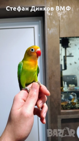 Неразделки 