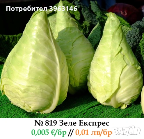 Семена за Стотинки, снимка 14 - Сортови семена и луковици - 52838410