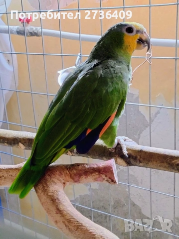 Двойка оранжевокрили амазони 