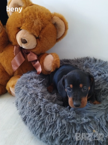 Мъжко Дакелче, снимка 5 - Дакели - 52938767