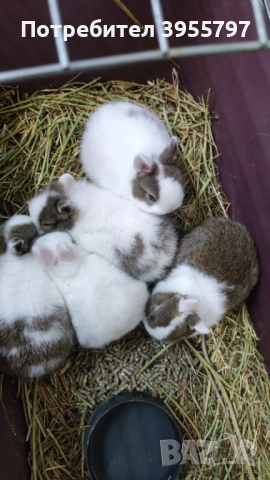 Мини зайци, снимка 2 - Декоративни зайчета - 53173120