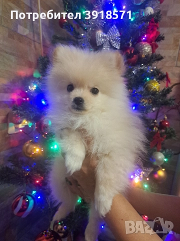 продавам померан мини щпиц момче, снимка 2 - Померан - 52904866