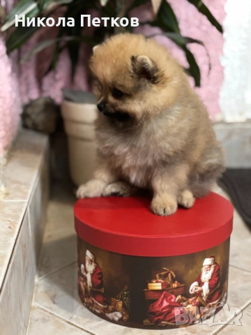 Померан , снимка 2 - Померан - 52619294