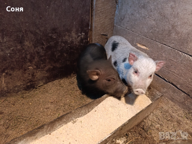 Продавам виетнамски прасета, снимка 5 - Прасета - 53035330