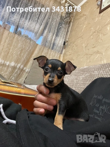 Продавам чихупинчери на 2 месеца , снимка 4 - Чихуахуа - 53702366