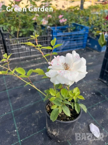 рози , снимка 11 - Градински цветя и растения - 50330660