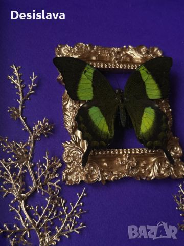 Тропическа пеперуда в рамка, снимка 2 - Други - 45682476